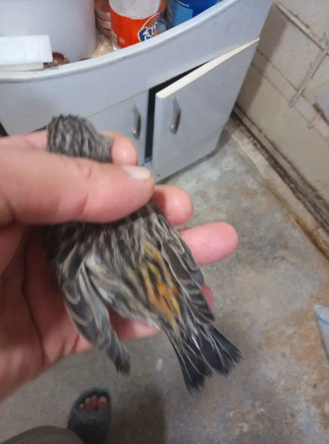 قناری ماده  آماده نگرو موزایکی|پرنده|مشهد, نیزه|دیوار