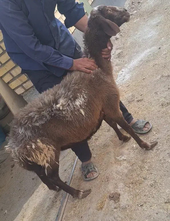 بره.میش ابستن غزل افشار|حیوانات مزرعه|کاشان, امام خمینی|دیوار