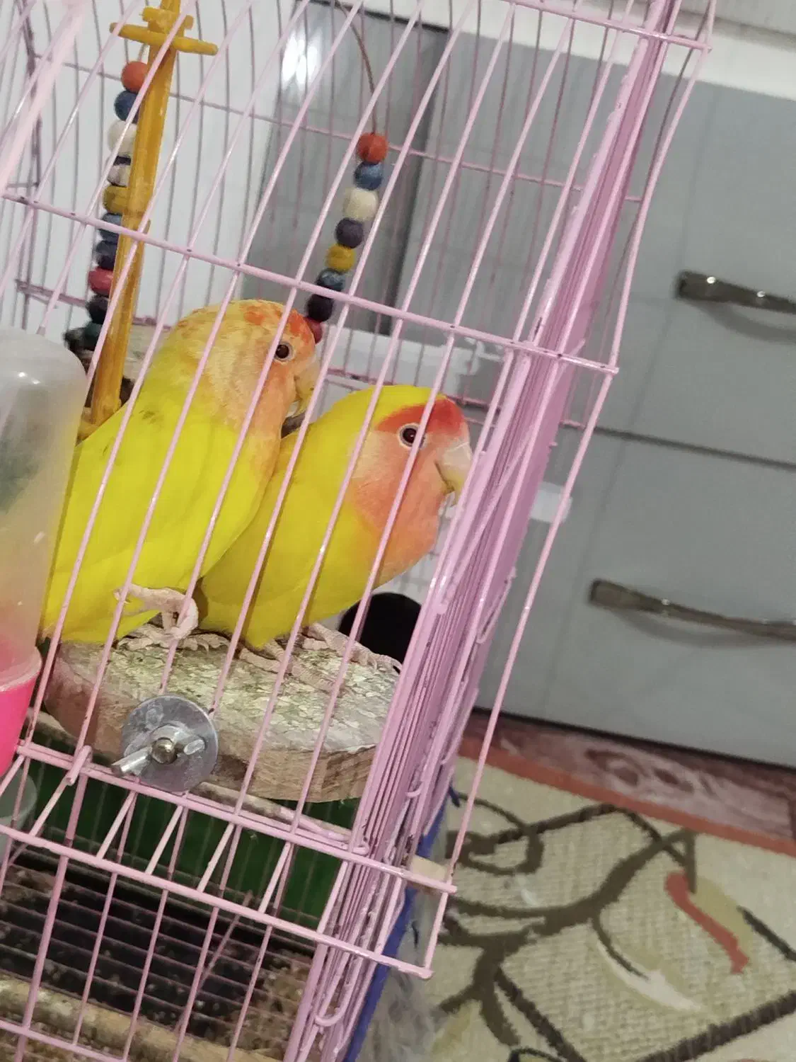 دوعدد کوتوله برزیلی|پرنده|بجنورد, |دیوار