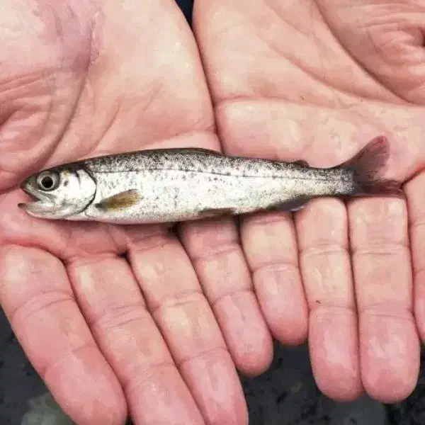 فروش فوری بچه ماهی قزل آلا ۵۰ گرمی با کیفیت مطلوب|ماهی|خرم‌آباد (تنکابن), |دیوار