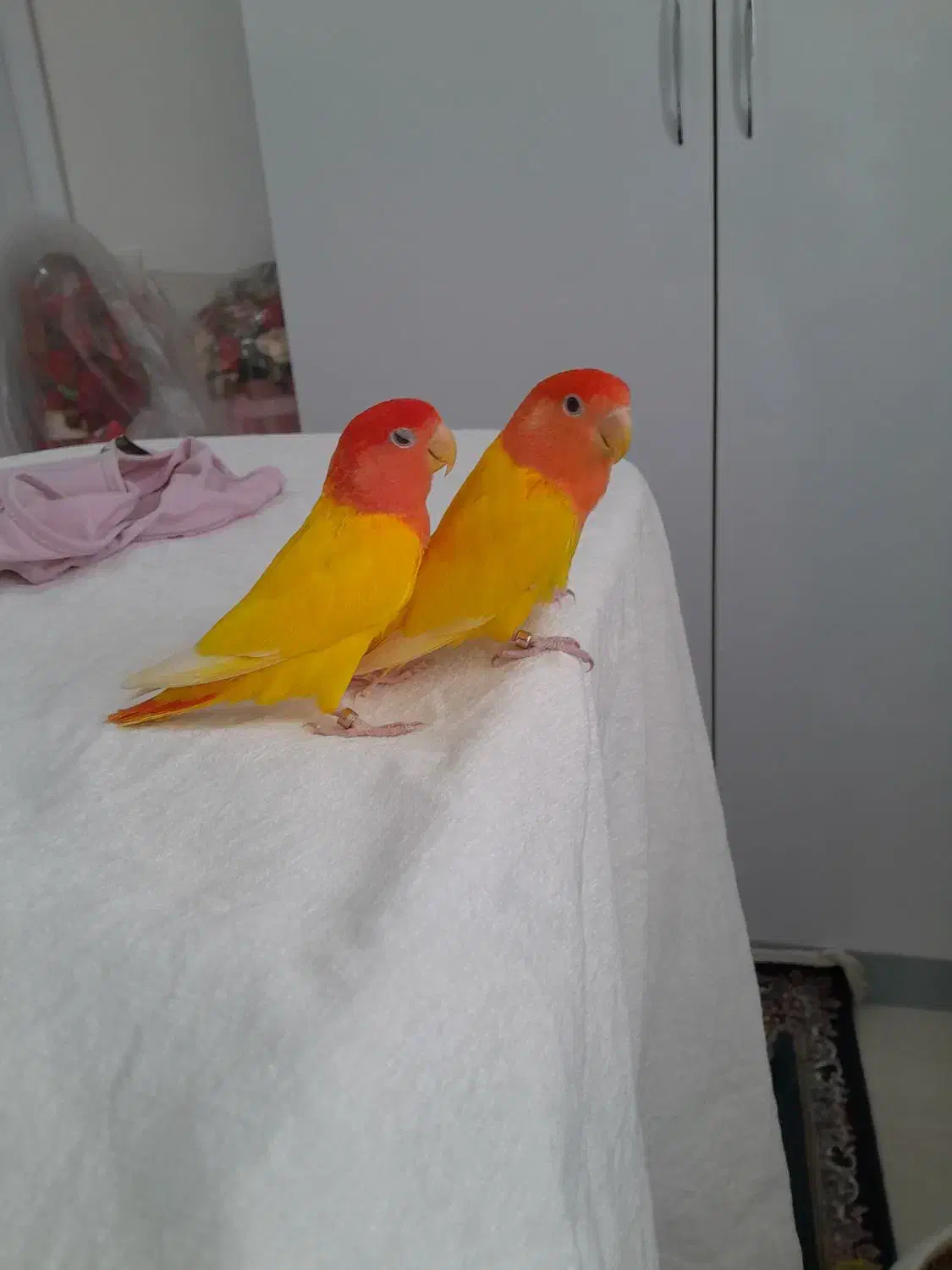 طوطی  برزیلی|پرنده|مشکین‌دشت, |دیوار