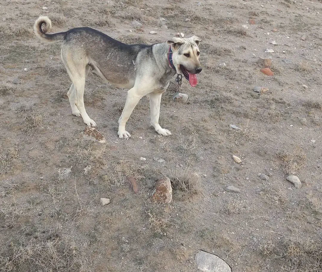 سگ عراقی ماده|سگ|تبریز, |دیوار