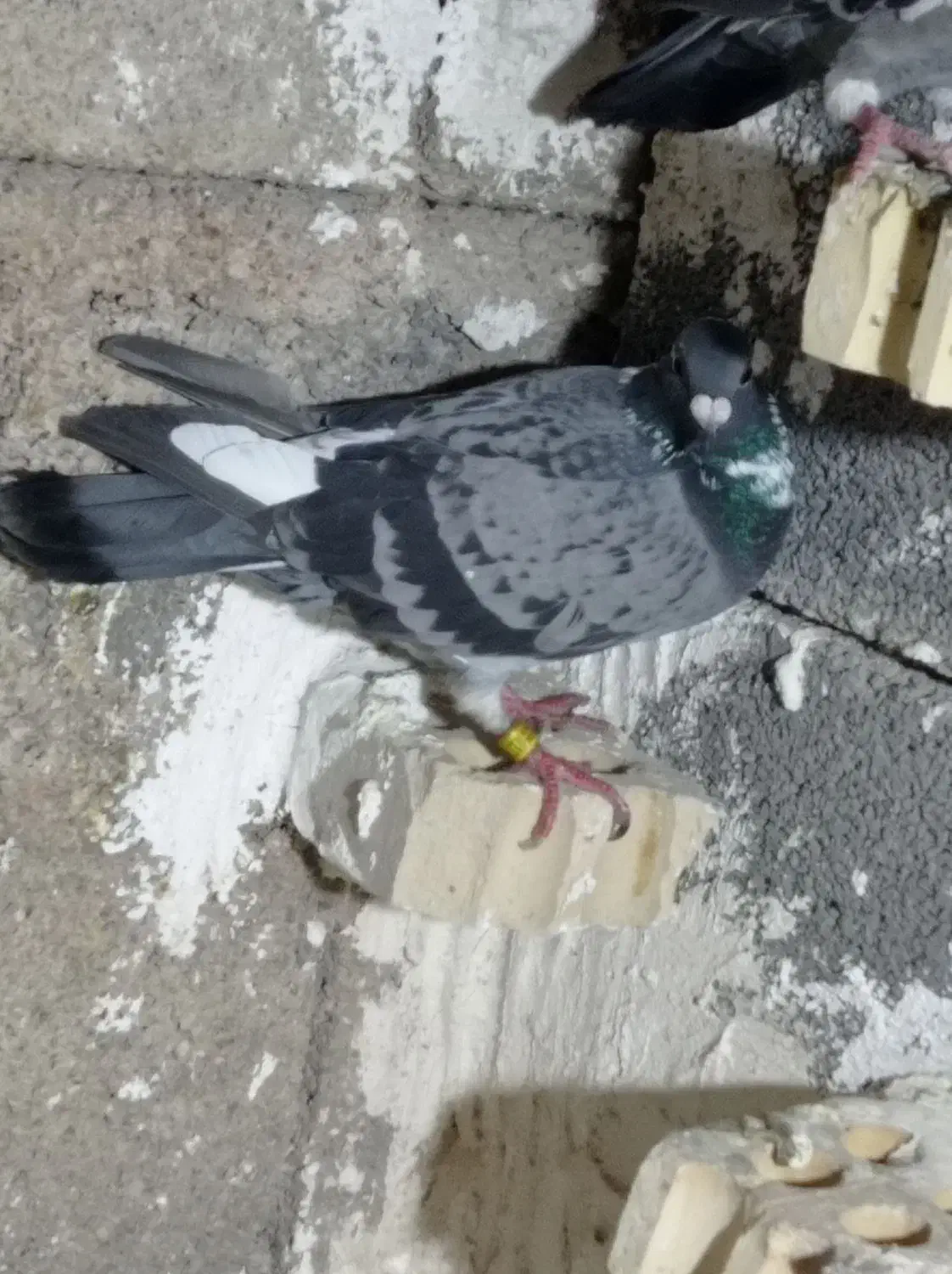 3تا کبوتر|پرنده|دزفول, |دیوار