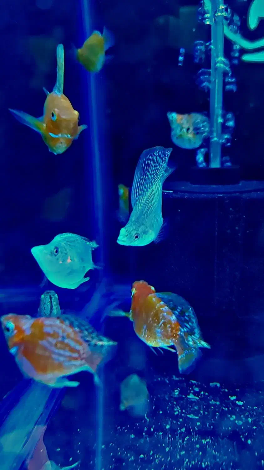 مولی بالن . مولی گاوی|ماهی|شهریار, شهرک وائین|دیوار