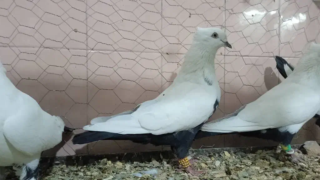 طوقی دمبی زردکرکی هندی سینه ای بوم دورگ غریب|پرنده|نجفآباد, یزدانشهر|دیوار