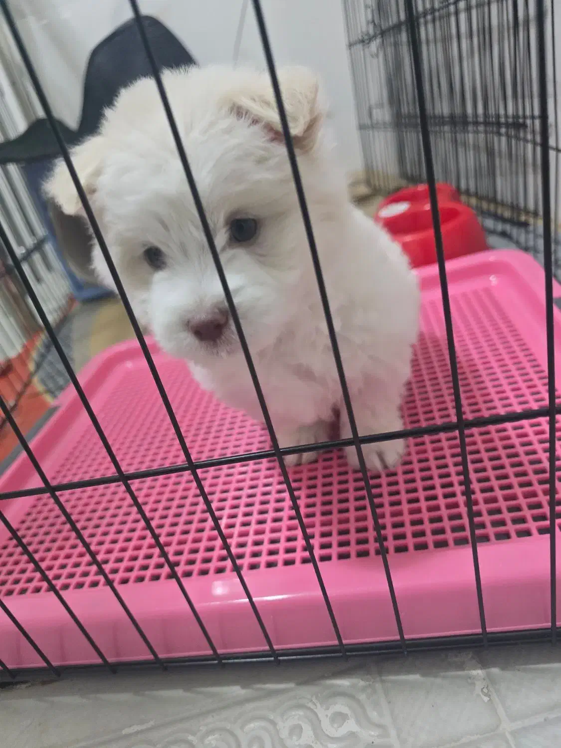 سگ نژاد مالتیز|سگ|کازرون, |دیوار