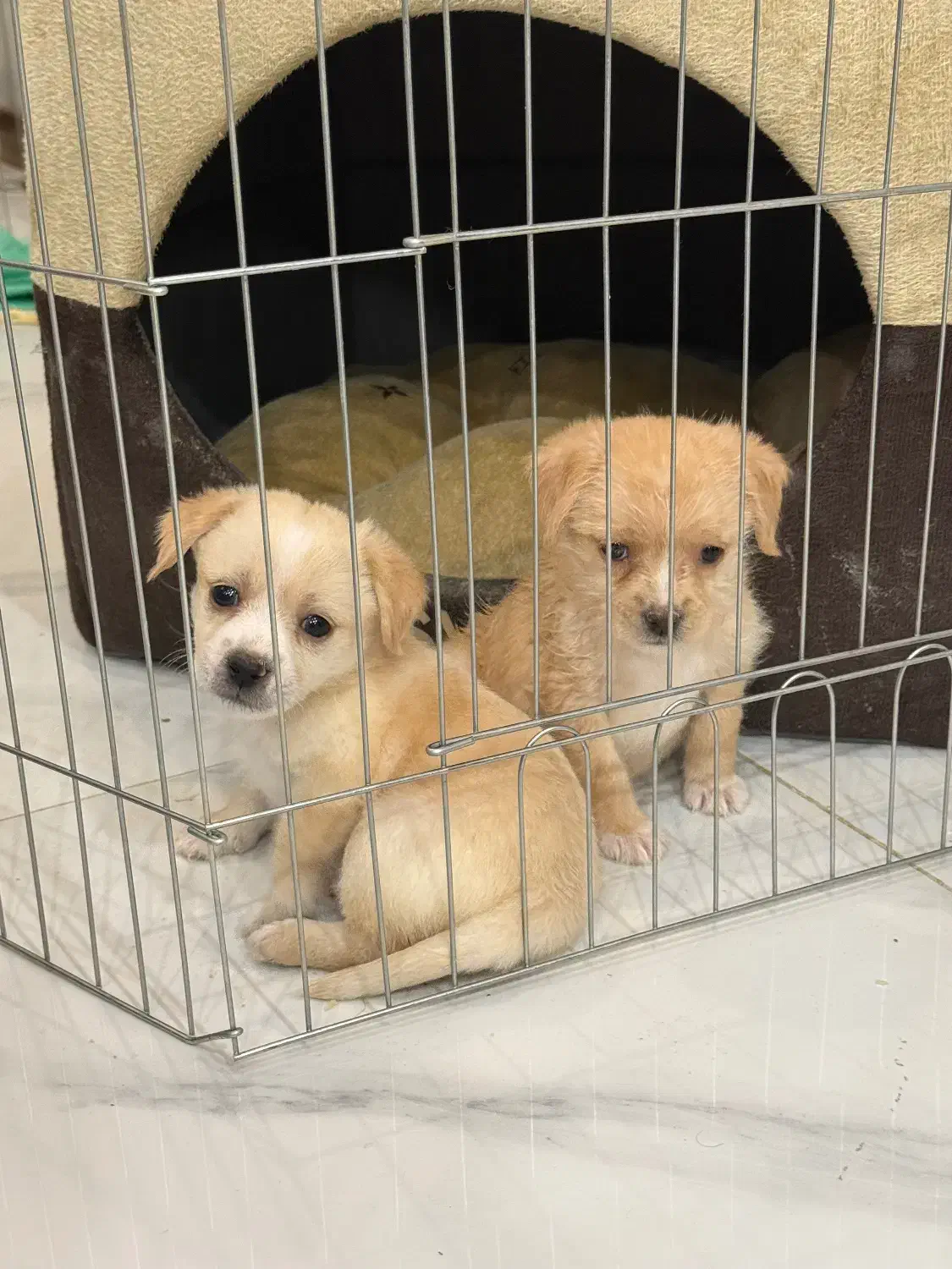 سگ کوچک آپارتمانی|سگ|اصفهان, هزارجریب|دیوار