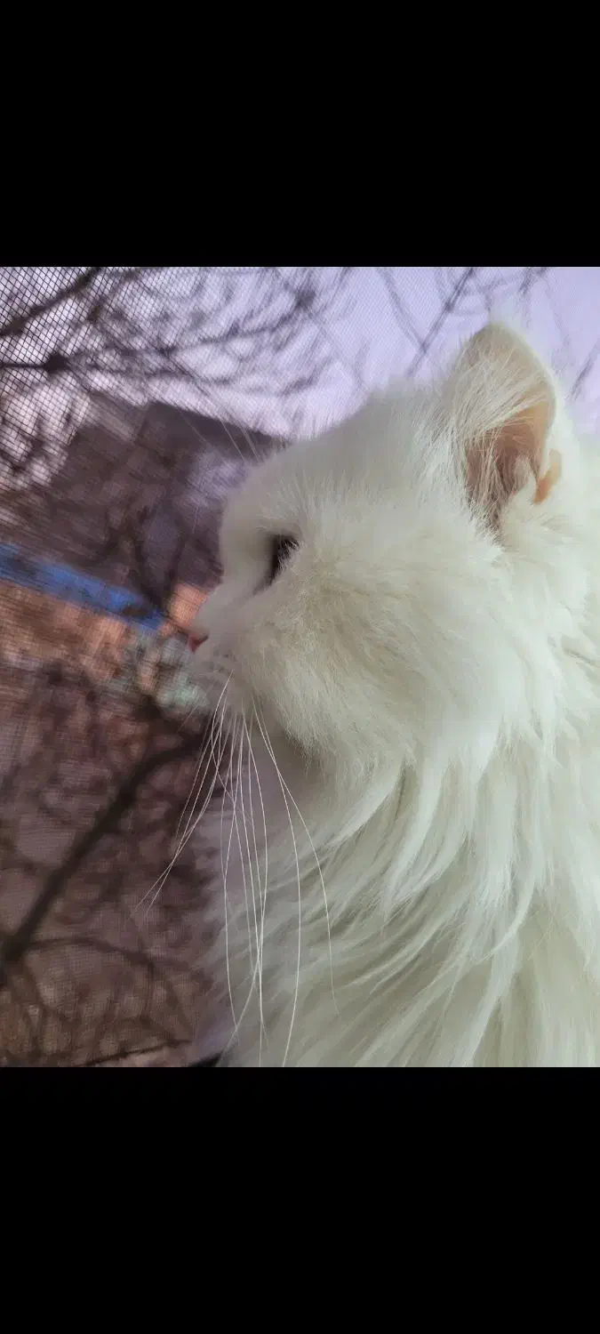 گربه پرشین اسکاتیش|گربه|تهران, دبستان|دیوار