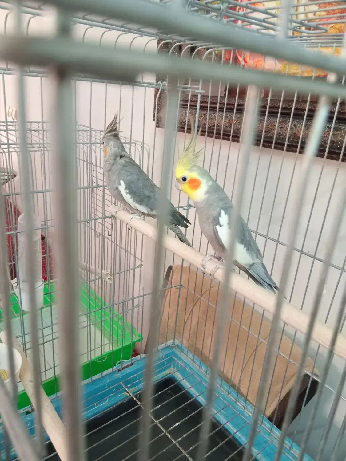 عروس هلندی مولد|پرنده|قزوین, |دیوار