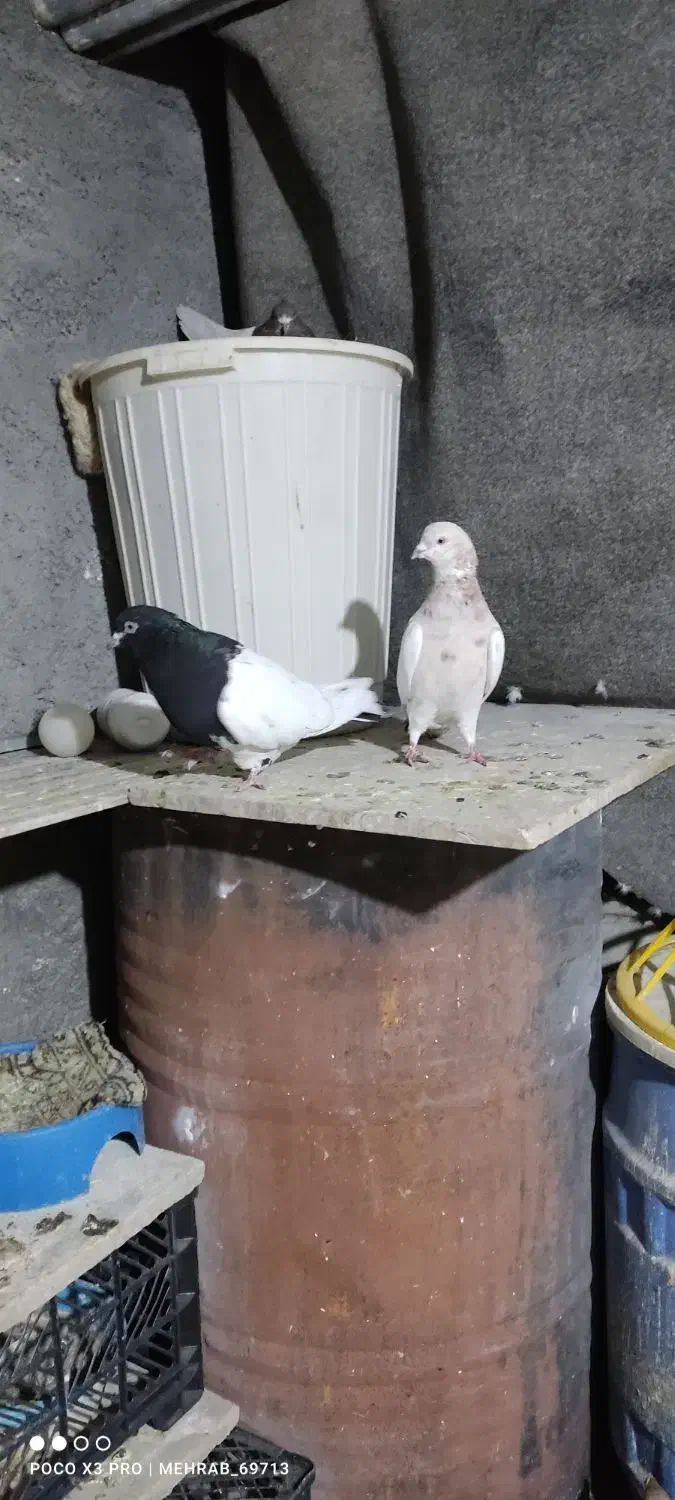 کبوتر،قناری،فروش معاوضه|پرنده|خرم‌آباد, |دیوار