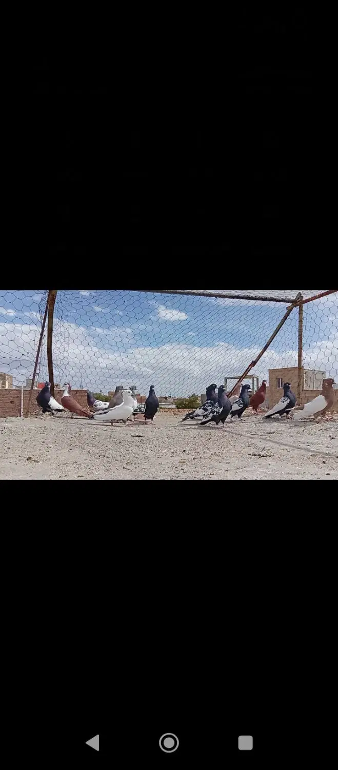 کفتر|پرنده|سرایان, |دیوار