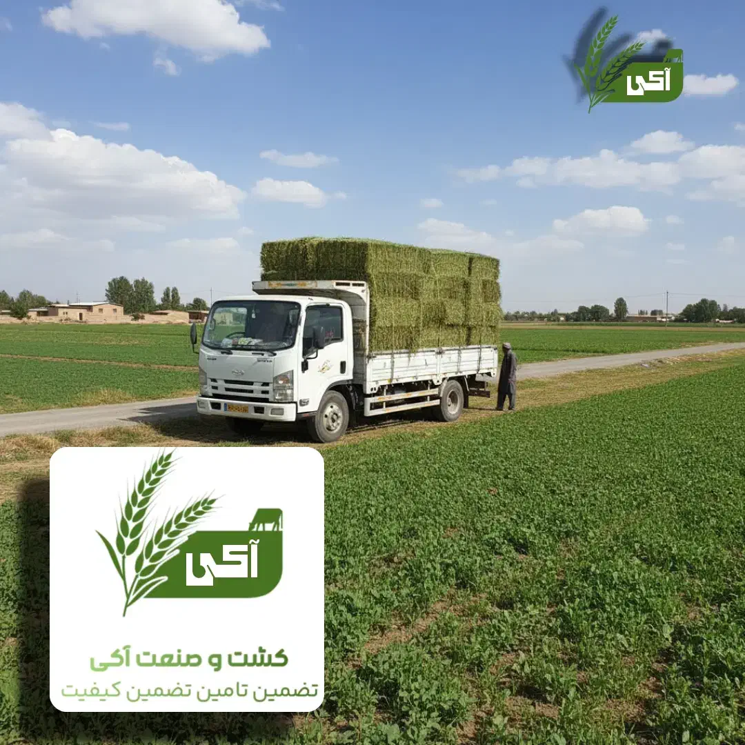 فروش عمده یونجه خشک کیفیت عالی|عمده‌فروشی|اشتهارد, |دیوار