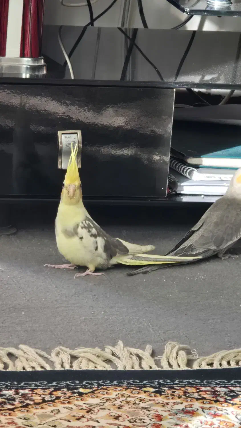 گمشده|حیوانات|فولادشهر, مسکن مهر فولادشهر|دیوار