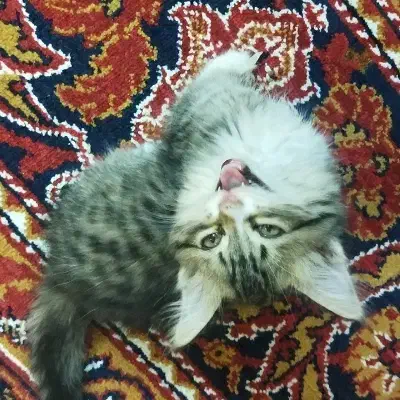 بچه گربه|گربه|بیرجند, |دیوار