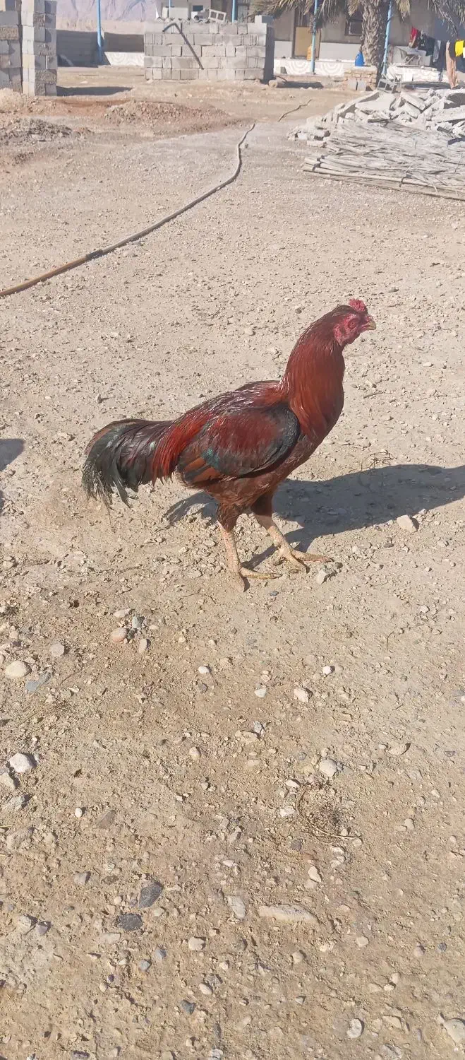 خروس|پرنده|فین, |دیوار