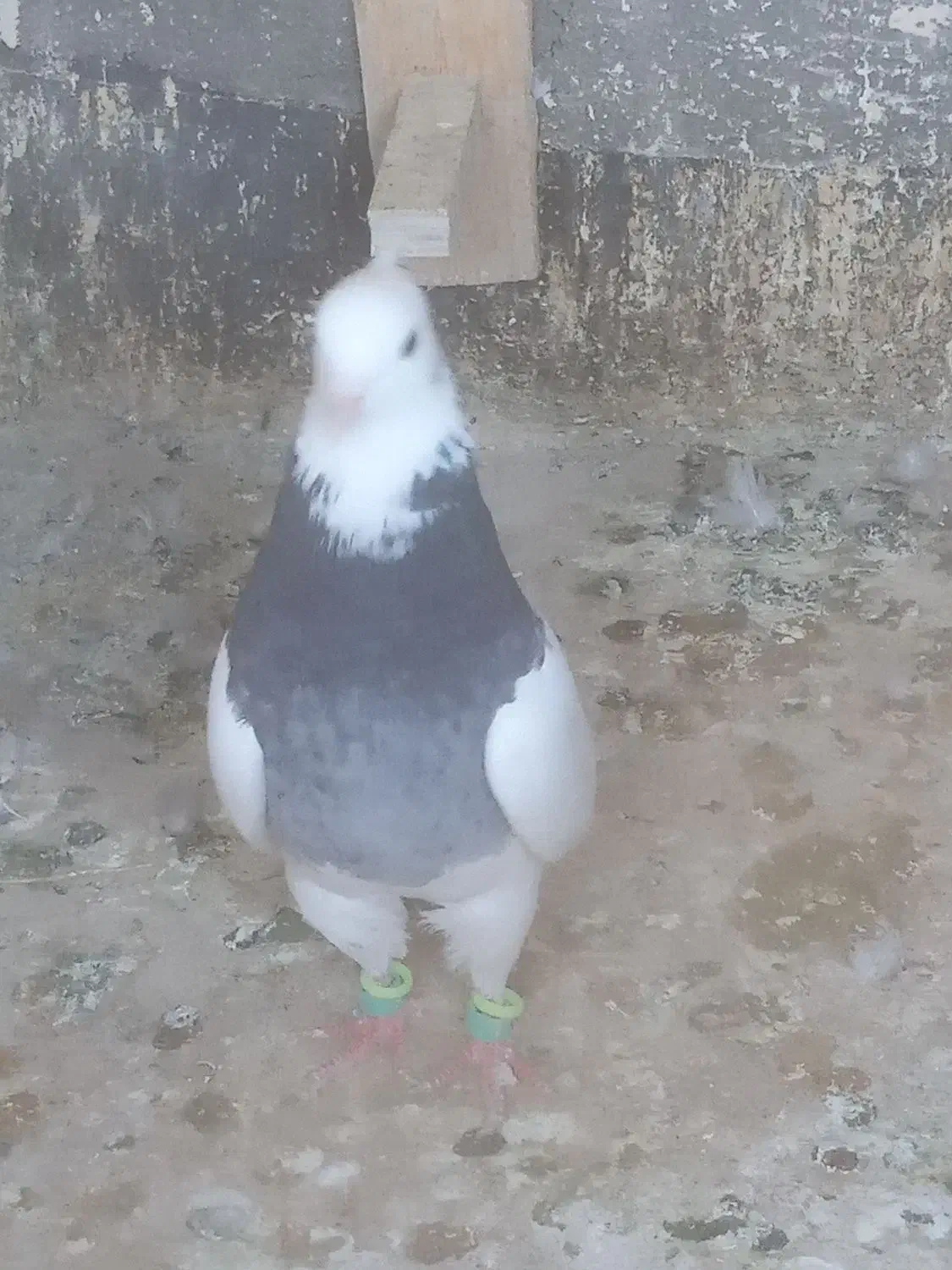 کبوتر صیداوقون طوقی|پرنده|مشهد, شهید قربانی|دیوار