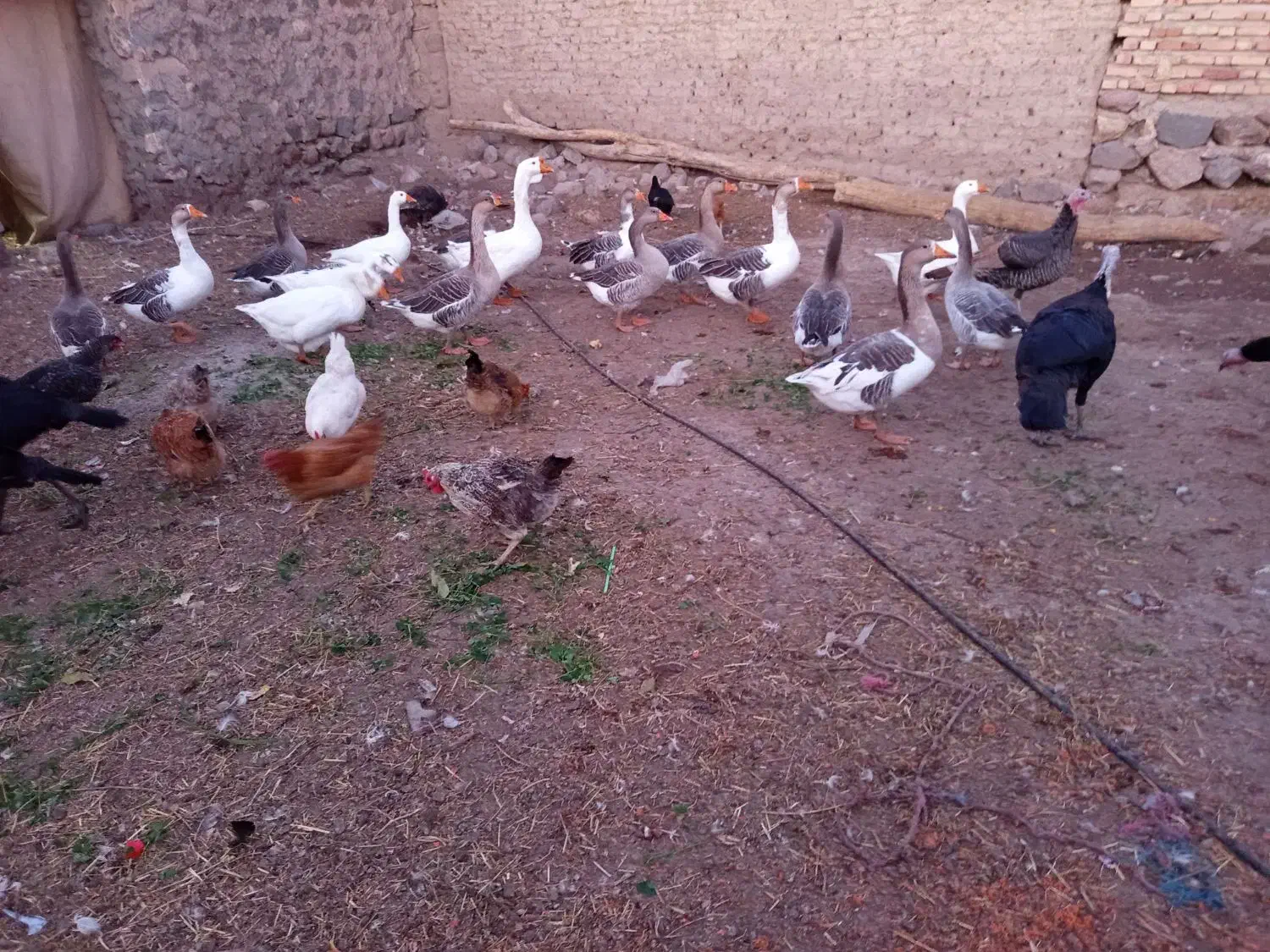 غاز محل بوقلمون و مرغ تخمگذار|حیوانات مزرعه|مشگین شهر, |دیوار