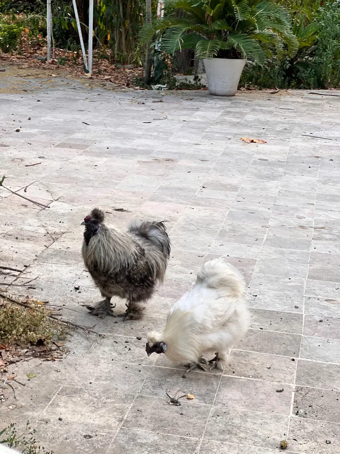 خروس ابریشمی|حیوانات مزرعه|رشت, دیانتی|دیوار