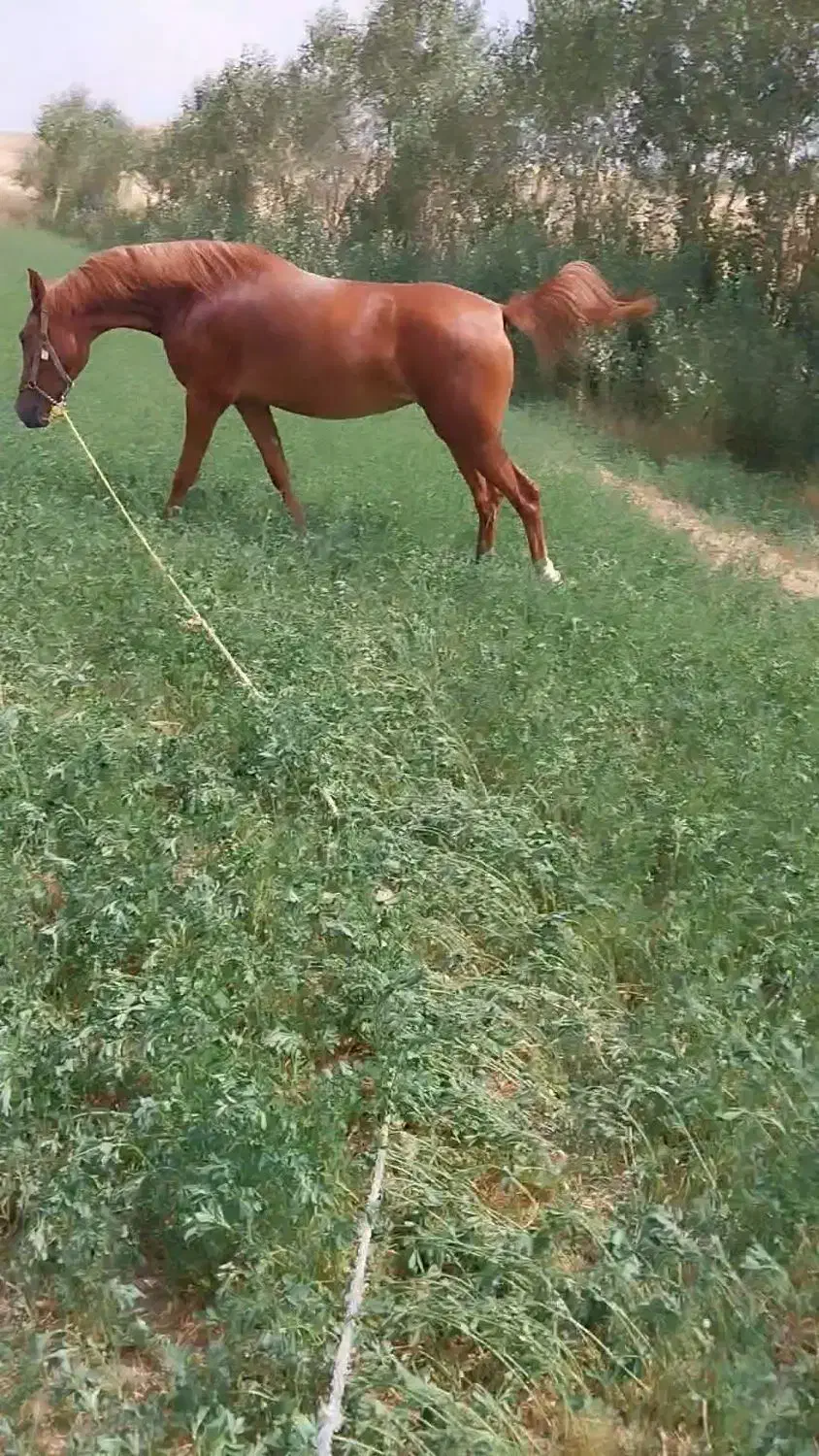 نوزین فروشی|اسب و تجهیزات اسب‌سواری|الیگودرز, |دیوار