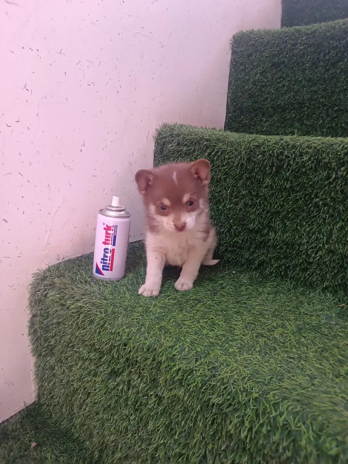 توله پامر|سگ|کاشان, امام خمینی|دیوار