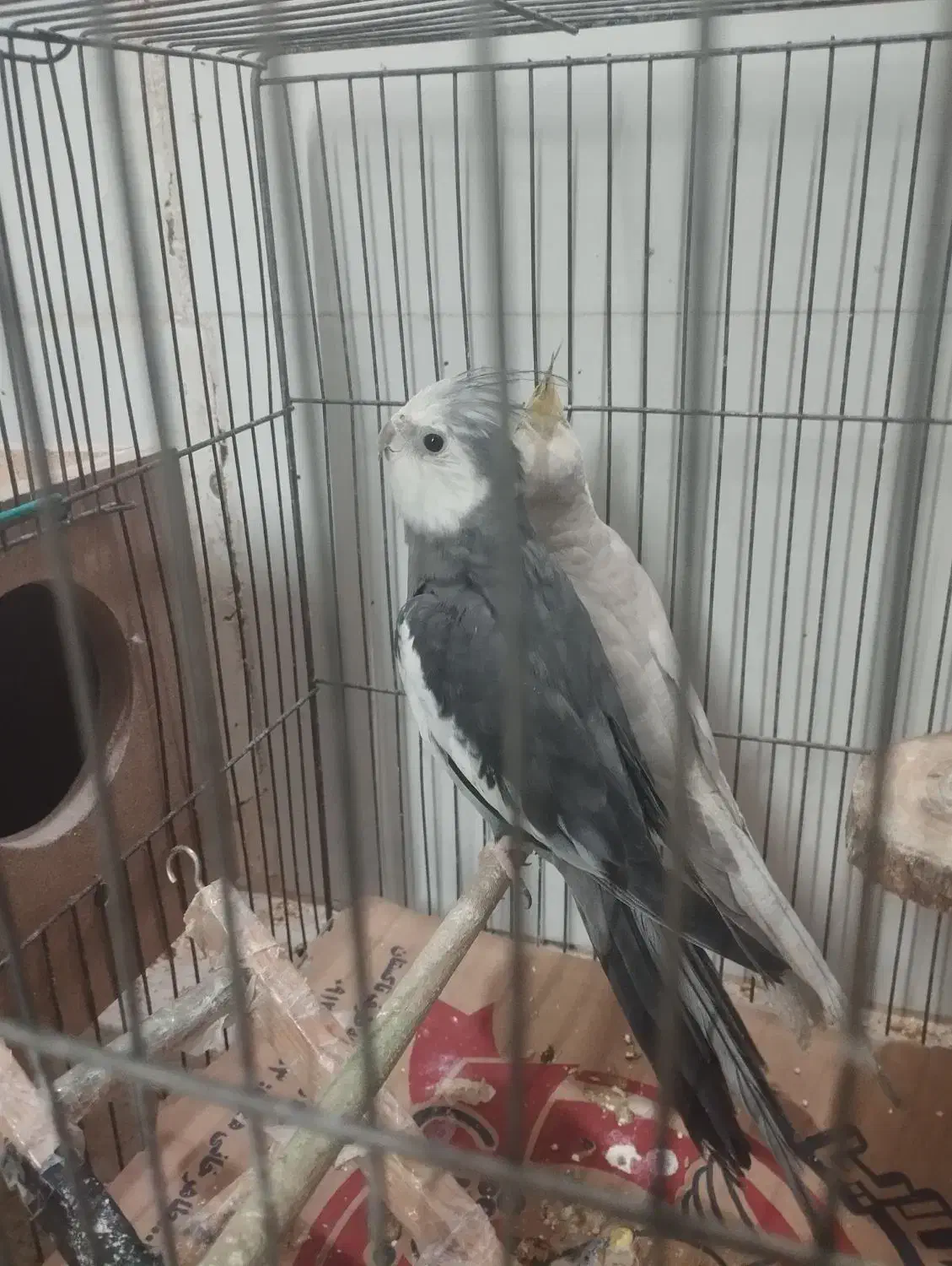 طوطی و مرغ مینا|پرنده|تاکستان, |دیوار