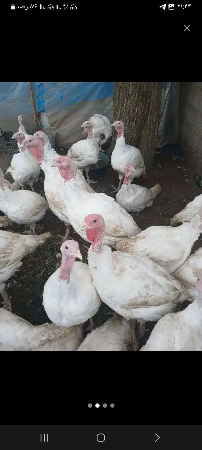 بوقلمون گوشتی|حیوانات مزرعه|رودسر, |دیوار