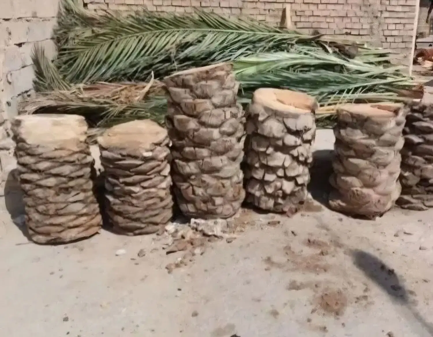 بریدن نخل قطع درخت هرس نخل سمپاشی نخل|خدمات باغبانی و درختکاری|اهواز, نادری|دیوار