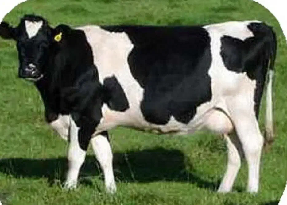 فروش ویژه محصولات دامی وتیو رشامل محصولات نهاده|حیوانات مزرعه|صفادشت, |دیوار