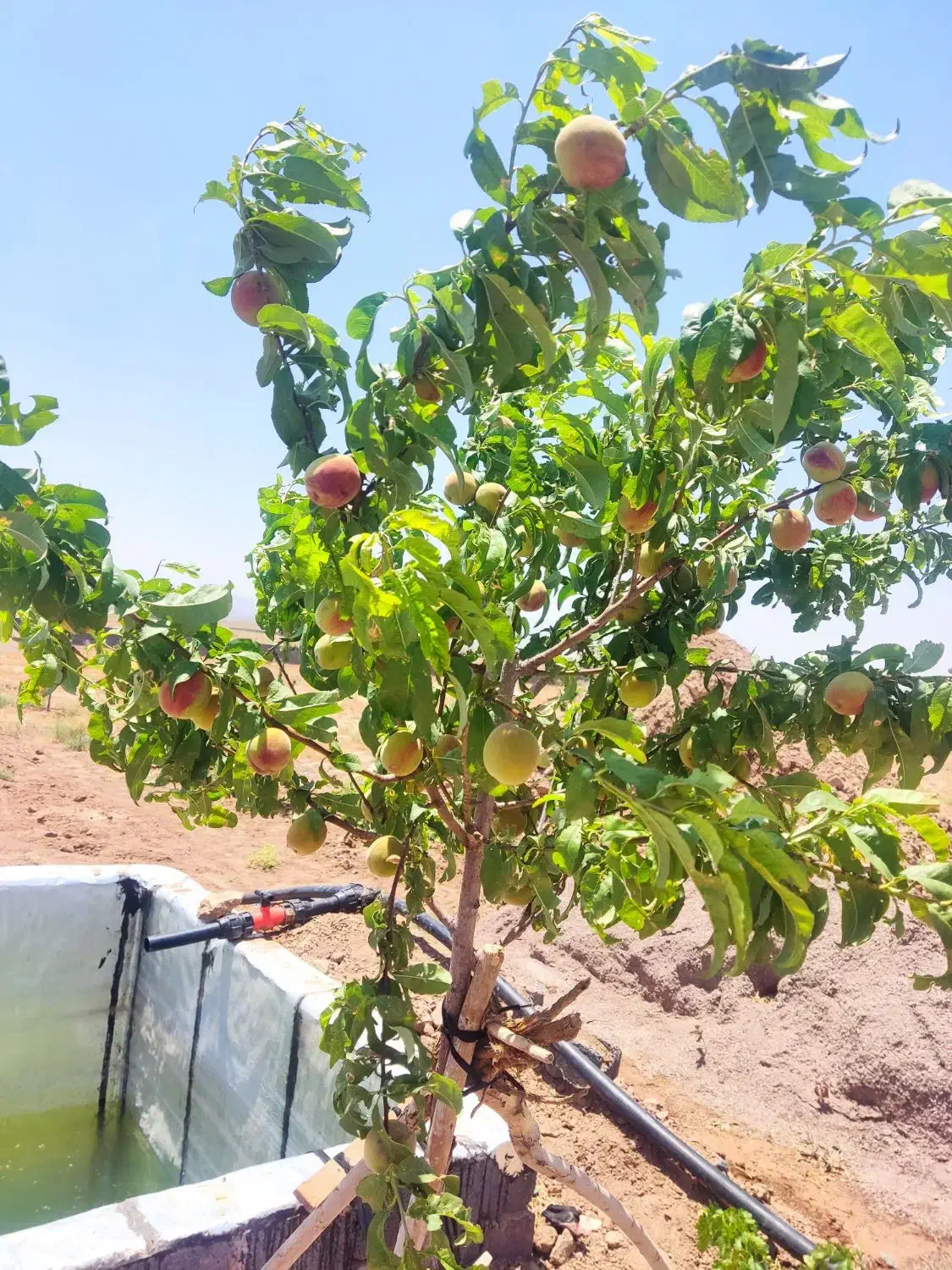 زمین باغ|فروش زمین و ملک کلنگی|زرندیه, |دیوار
