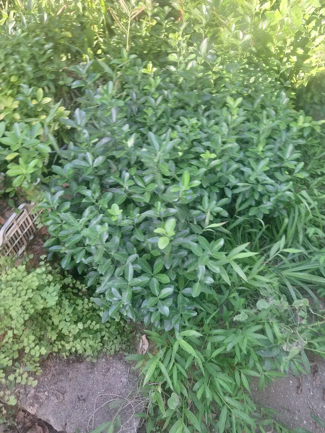 فروش شمشاد سبز نایلکسی|خدمات باغبانی و درختکاری|کتالم و سادات شهر, |دیوار