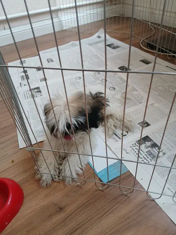 شیتزو سوپر فلت تری کالر|سگ|تهران, سردارجنگل|دیوار