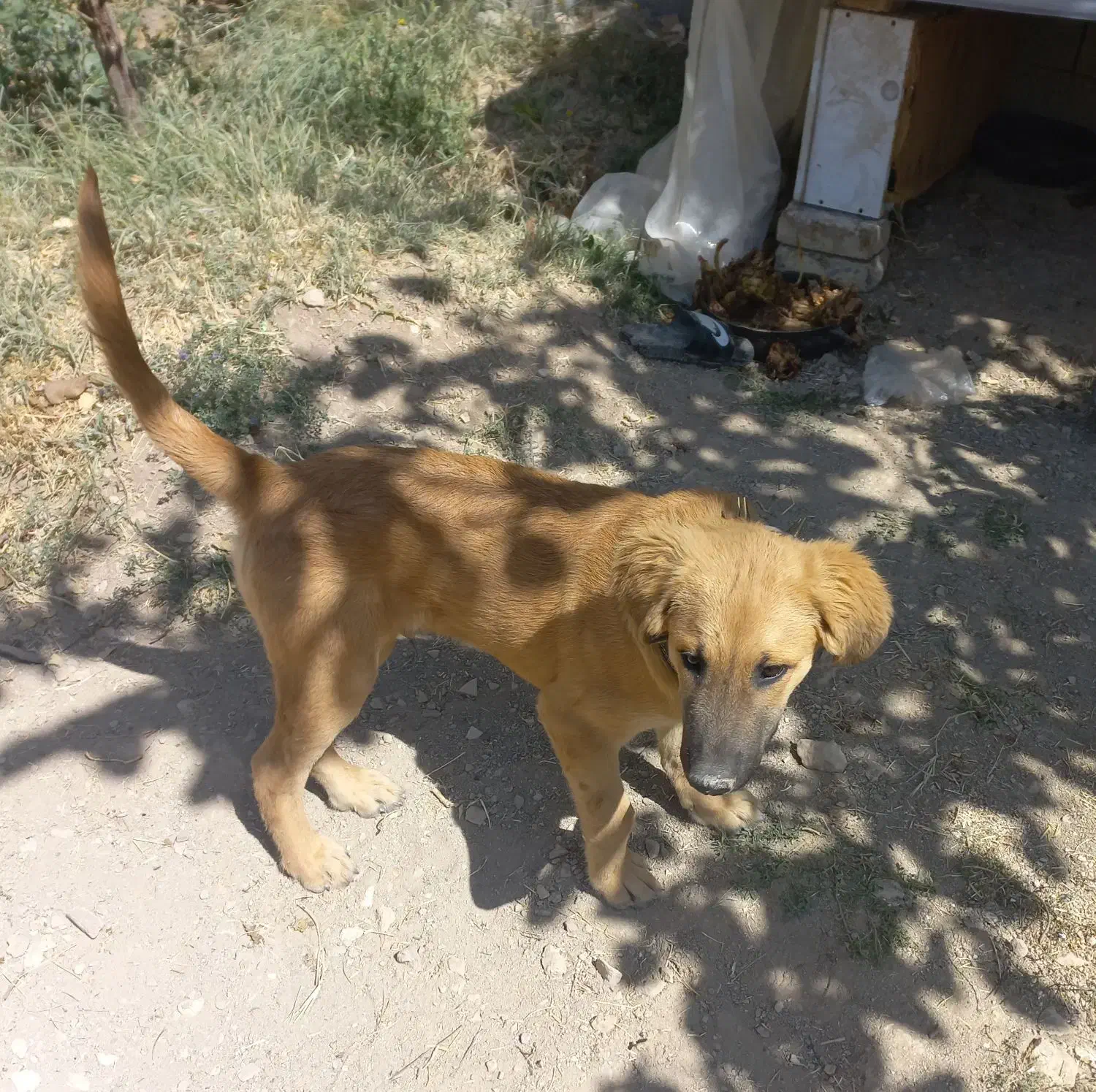 توله سگ ژرمن ۵ ماهه|سگ|پردیس, کمرد|دیوار