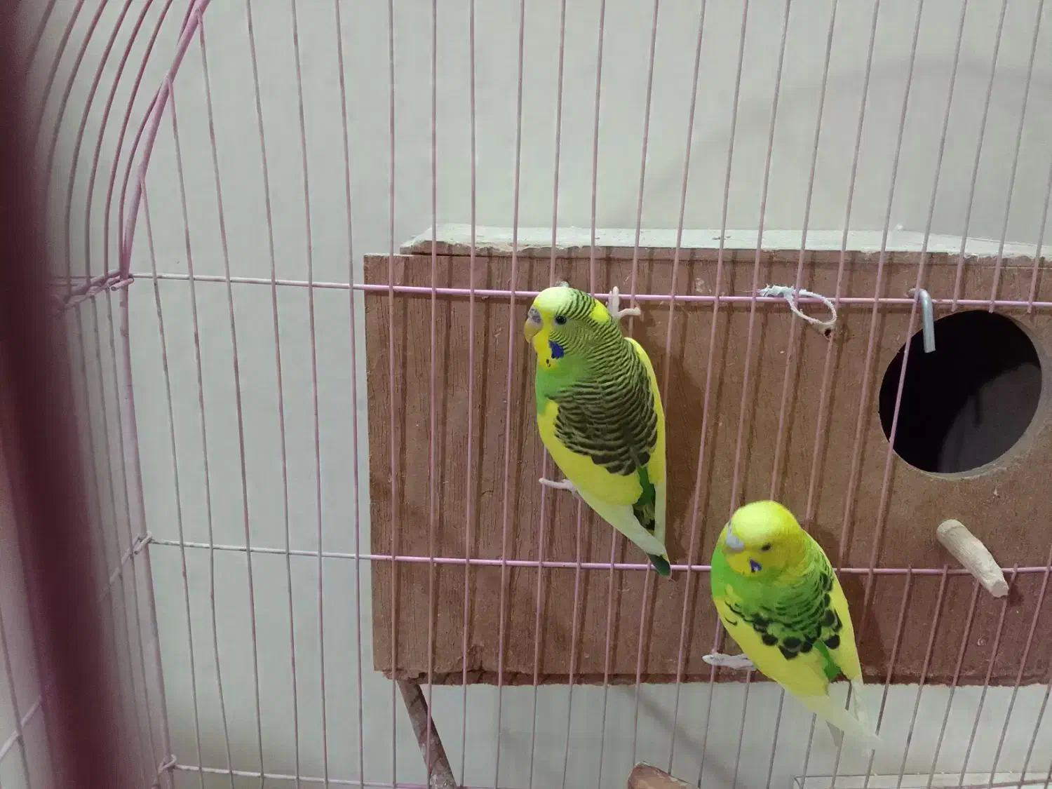 مرغ عشق|پرنده|جلفا, |دیوار