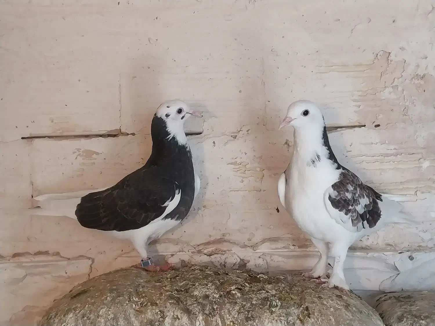 کبوتر|پرنده|هشترود, |دیوار