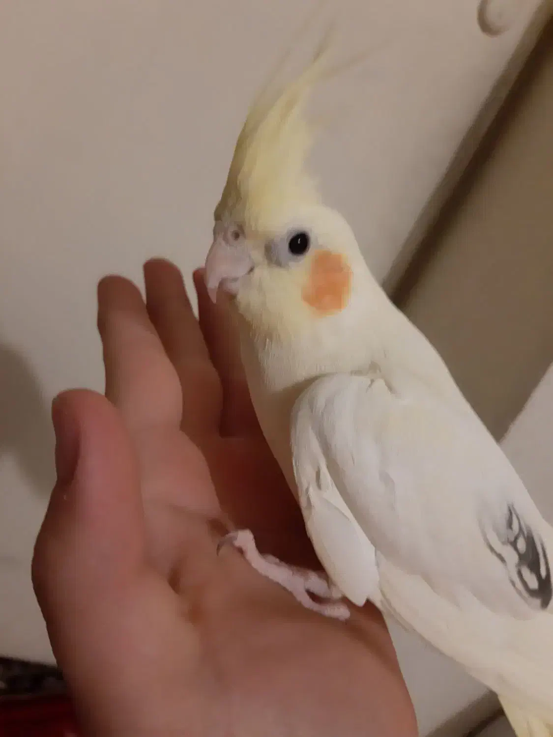 سلام  عروس هلندی  جدید بسیار  زیبا موجود شده|پرنده|شیراز, گل سرخ|دیوار