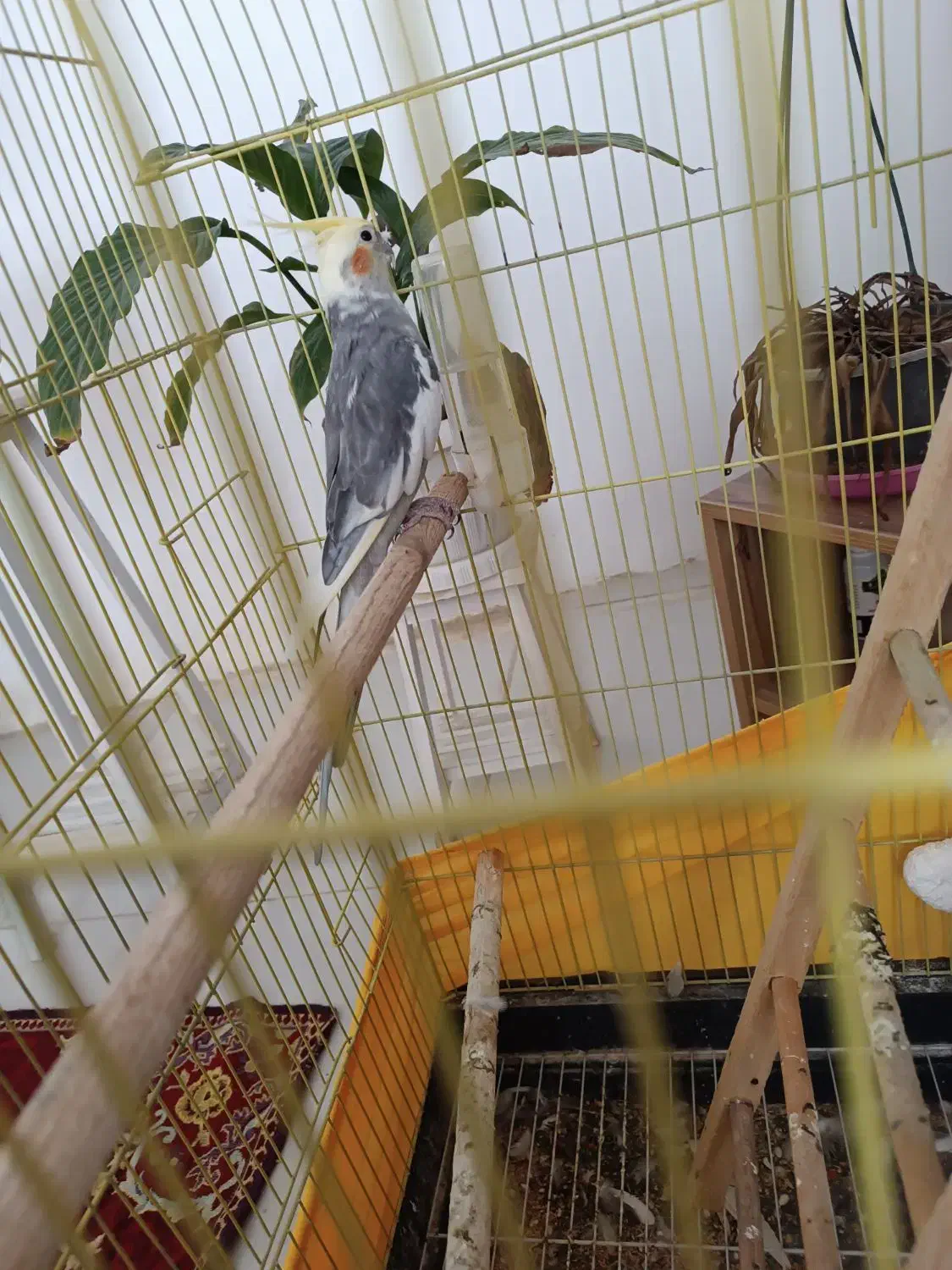 عروس هلندی سخنگو|پرنده|زرندیه, |دیوار