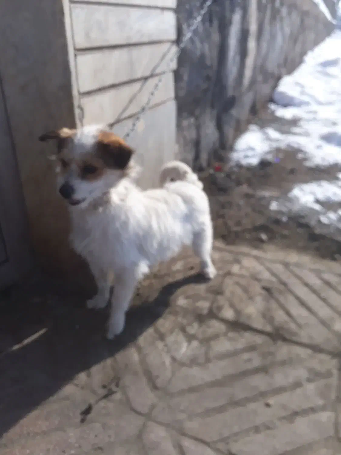 سگ پاکوتاه|سگ|صوفیان, |دیوار