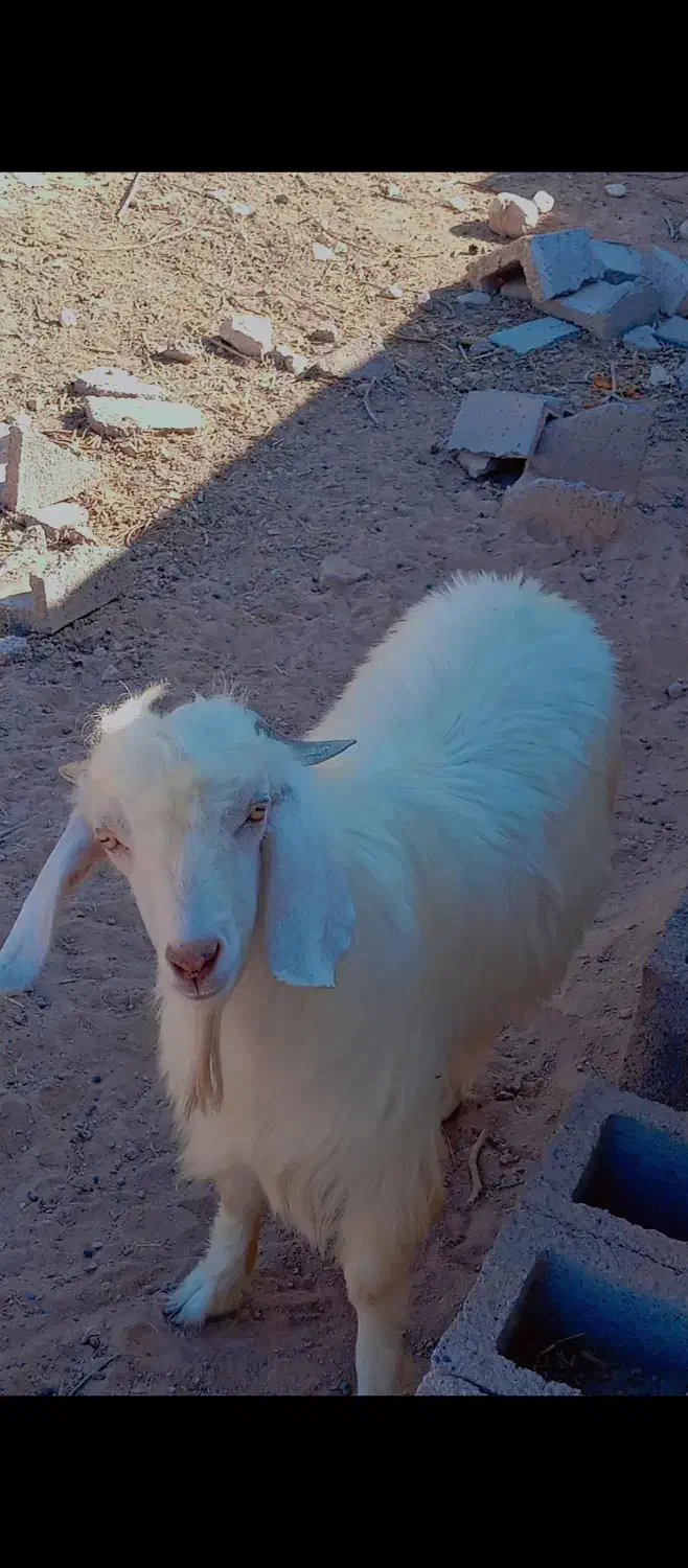 گوسفند|حیوانات مزرعه|شیراز, سیاه سنگ|دیوار