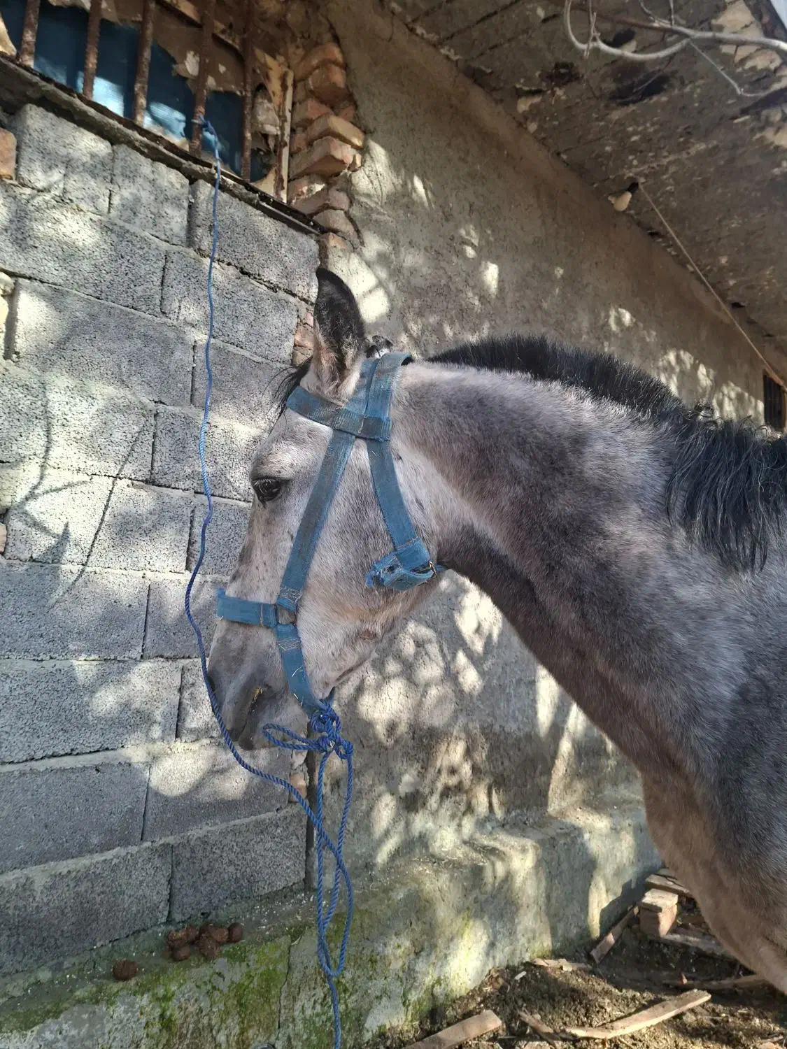 نریان|اسب و تجهیزات اسب‌سواری|سنندج, |دیوار