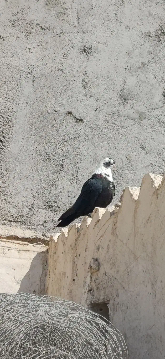 مخمل نر|پرنده|شبانکاره, |دیوار