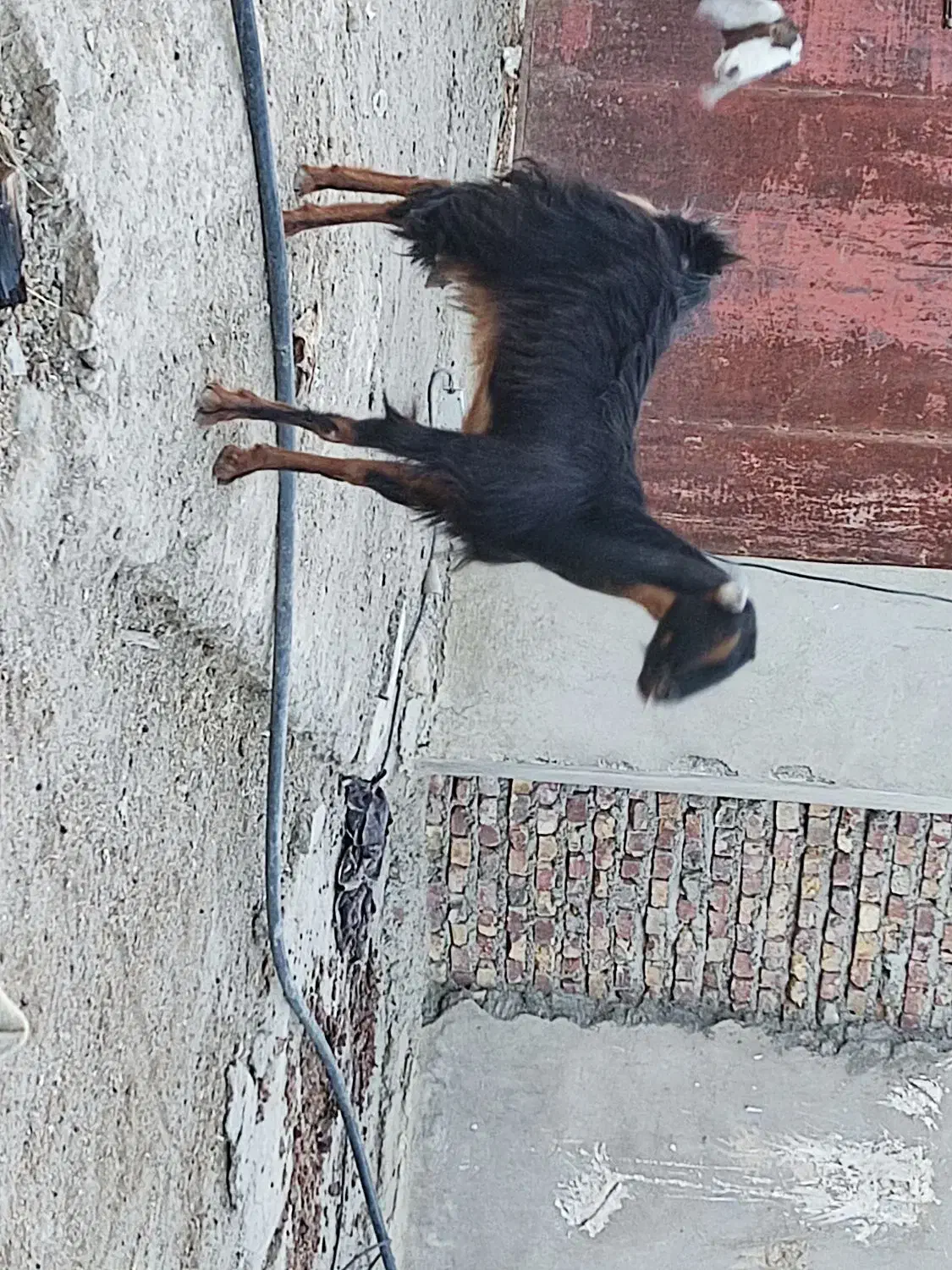 بز فروشی|حیوانات مزرعه|سراوان, |دیوار