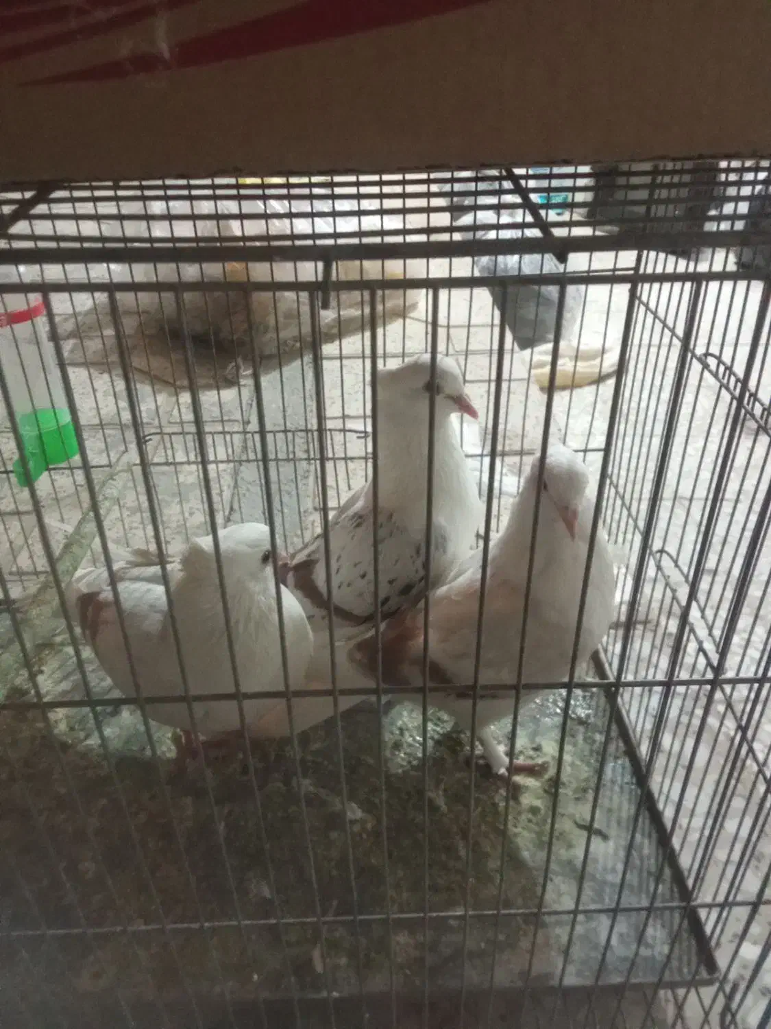 کبوتر روکتی|پرنده|خمینی‌شهر, |دیوار