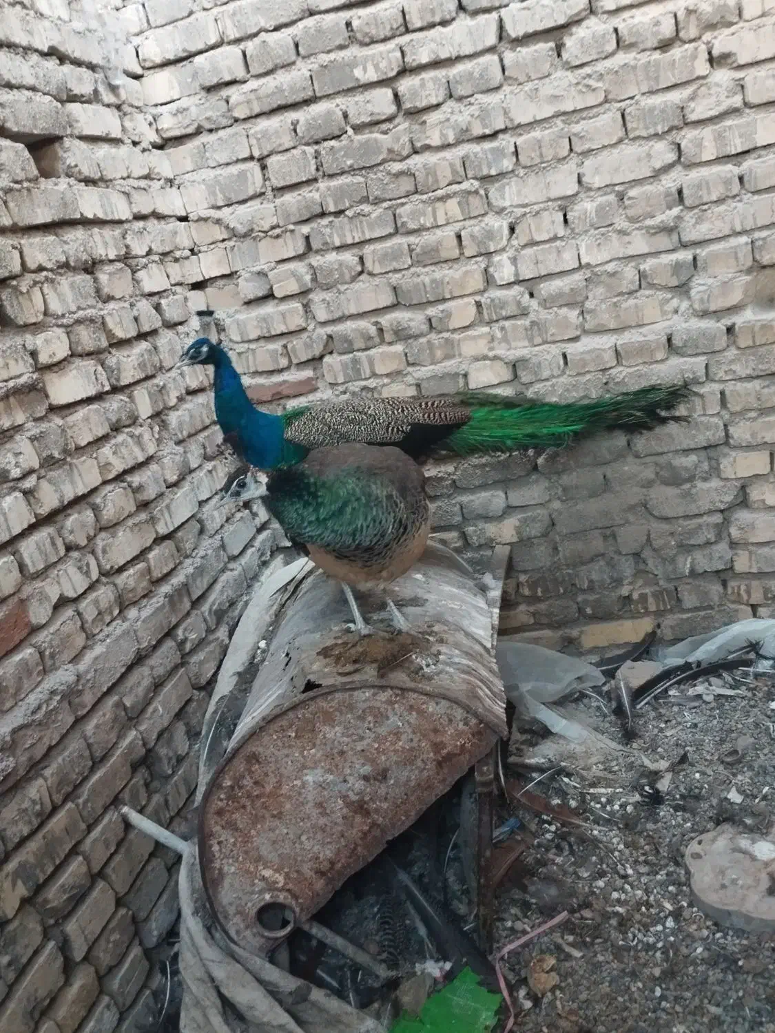 فروش پرنده زینتی طاووس|پرنده|کشکوئیه, |دیوار