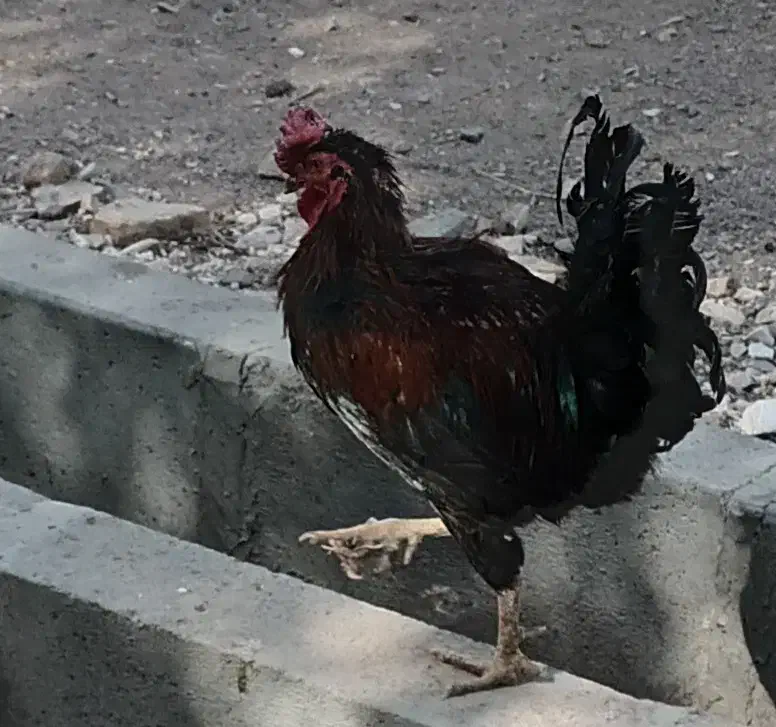 خروس گلین|حیوانات مزرعه|زرندیه, |دیوار