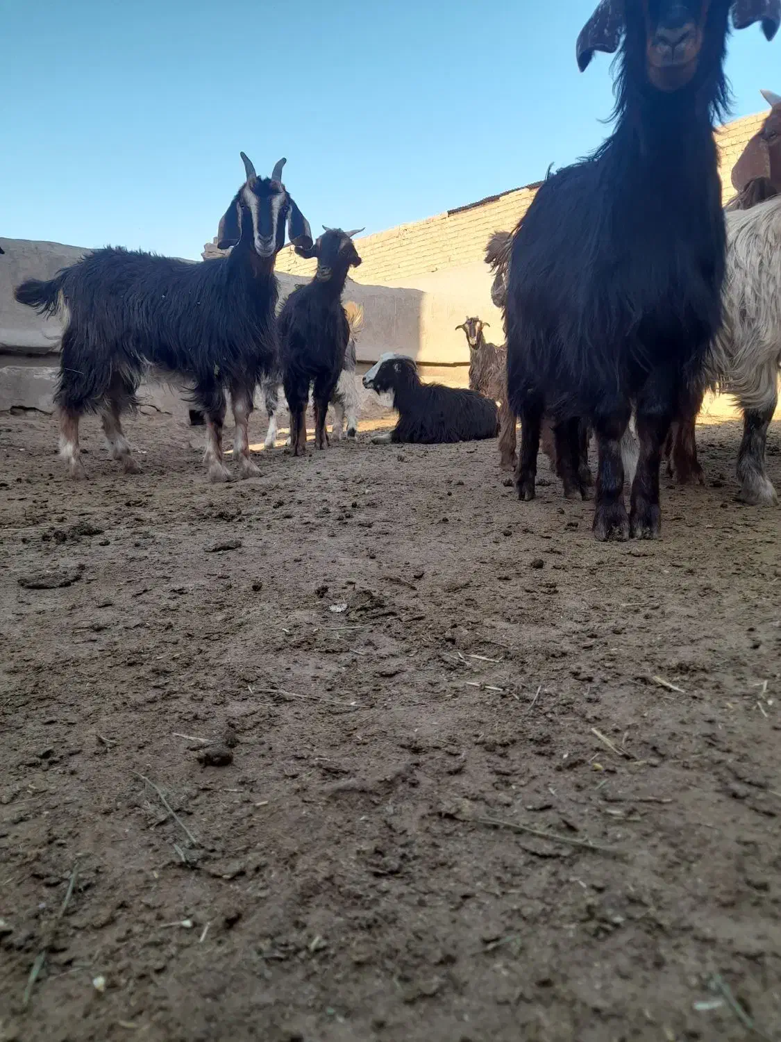 بزغاله|حیوانات مزرعه|سلفچگان, |دیوار