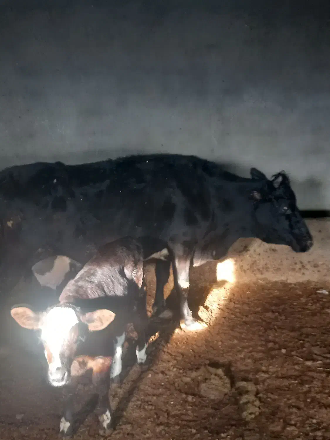 گاو قصر وتلیسه|حیوانات مزرعه|رامند, |دیوار