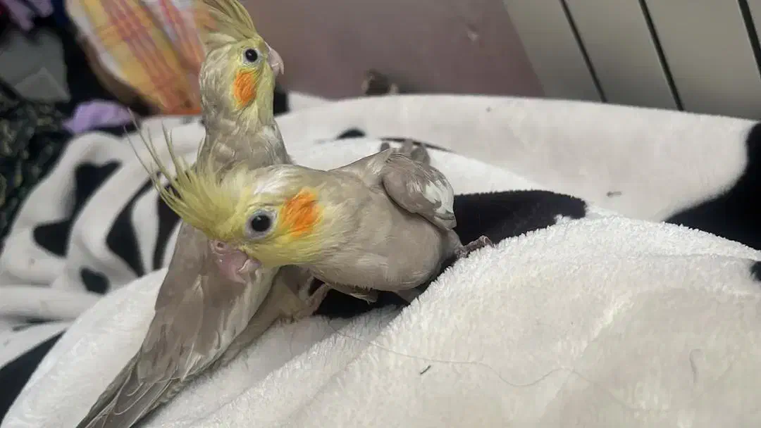 عروس هلندی|پرنده|کرمان, |دیوار