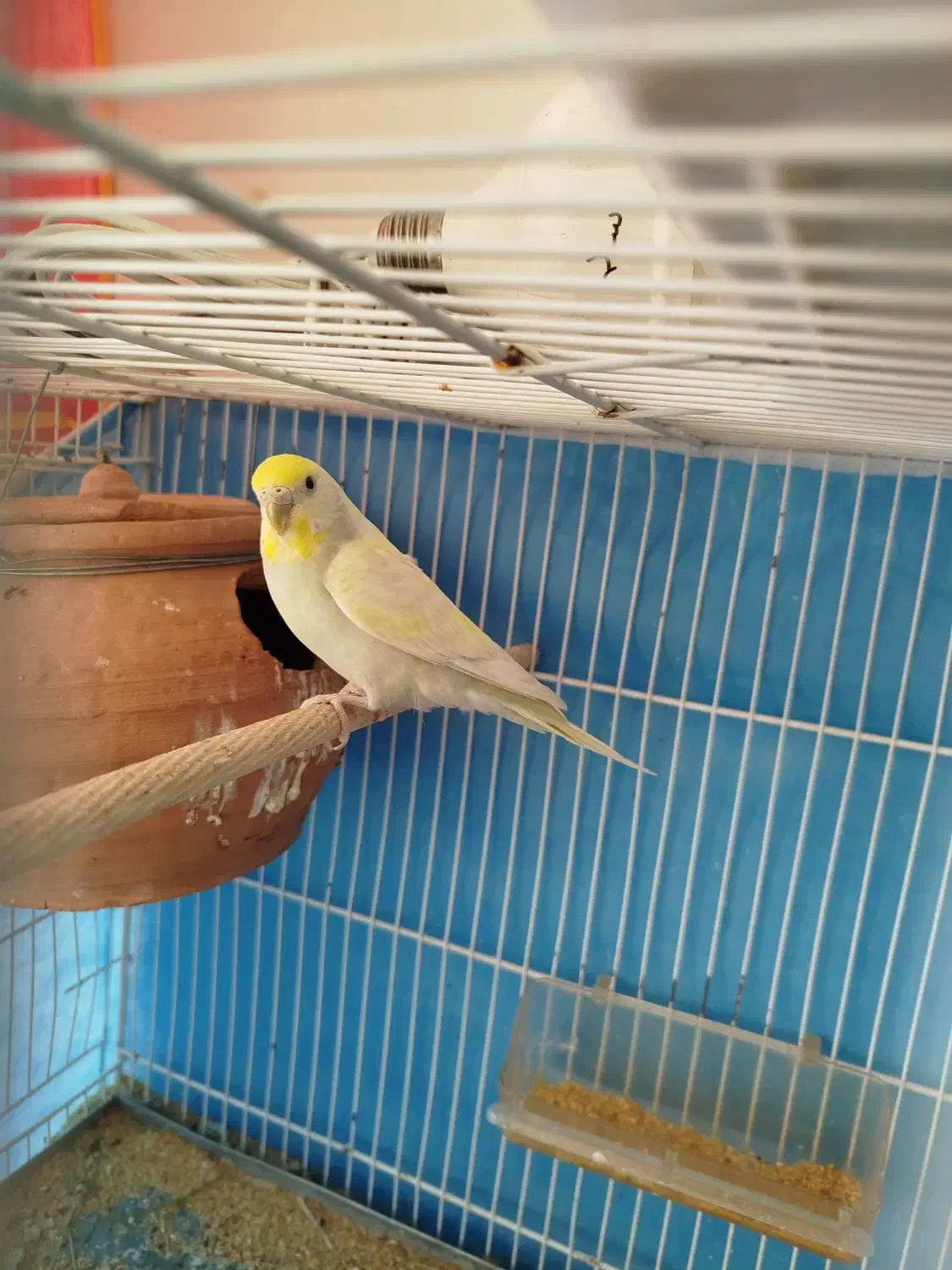 جفت مرغ عشق|پرنده|بیرجند, |دیوار