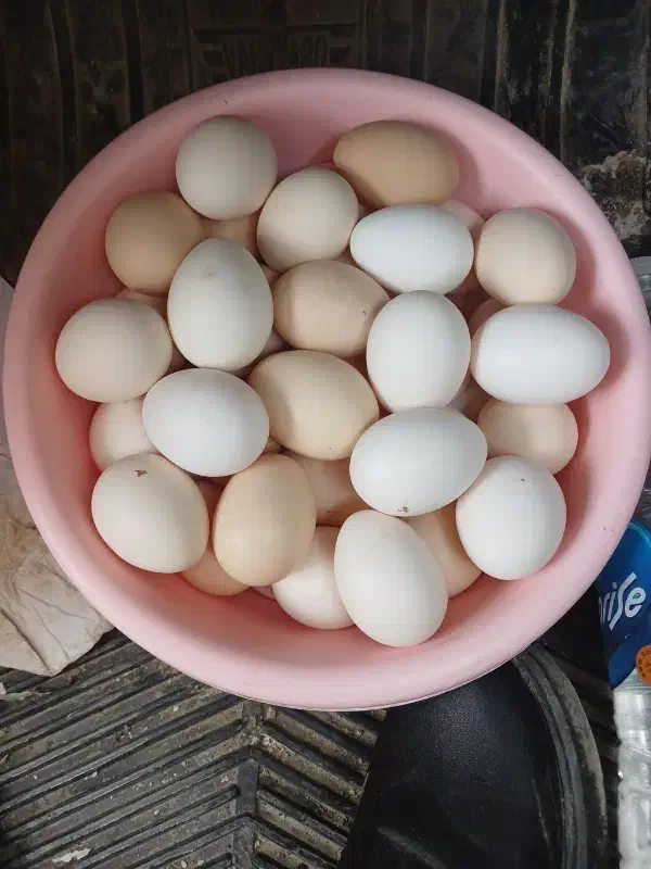 تخم مرغ محلی|خوردنی و آشامیدنی|فامنین, |دیوار