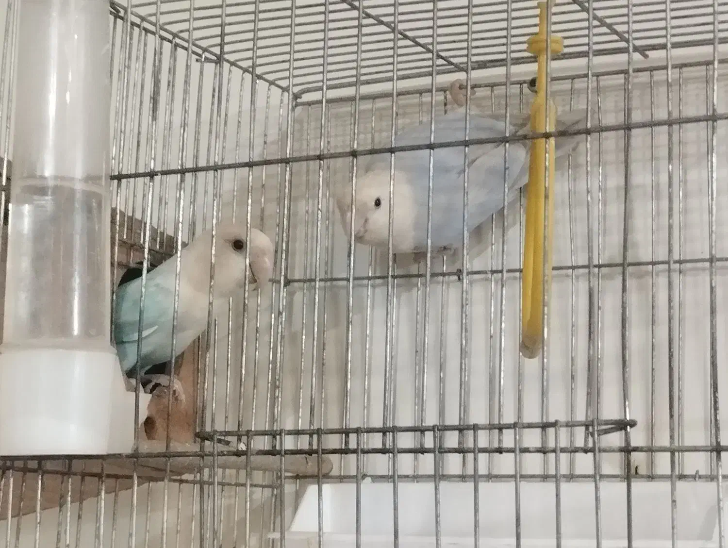 طوطی برزیلی|پرنده|تهران, نظامی گنجوی (توانیر)|دیوار